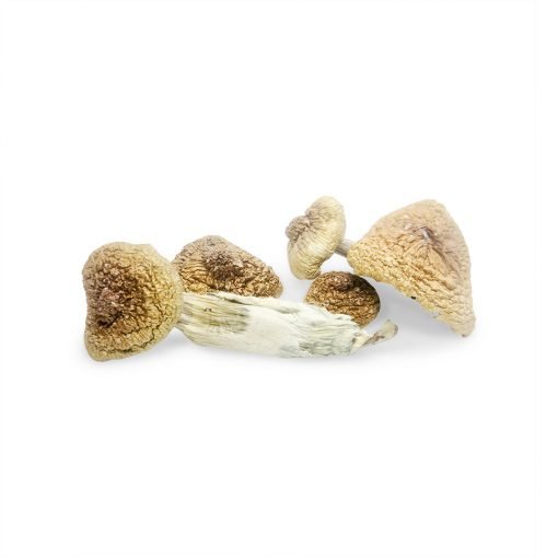 Psilocybe Cubensis B+ mushroom in Oregon, How to find Psilocybe Cubensis B+ mushroom in Oregon, b+ psilocybe cubensis spores online.