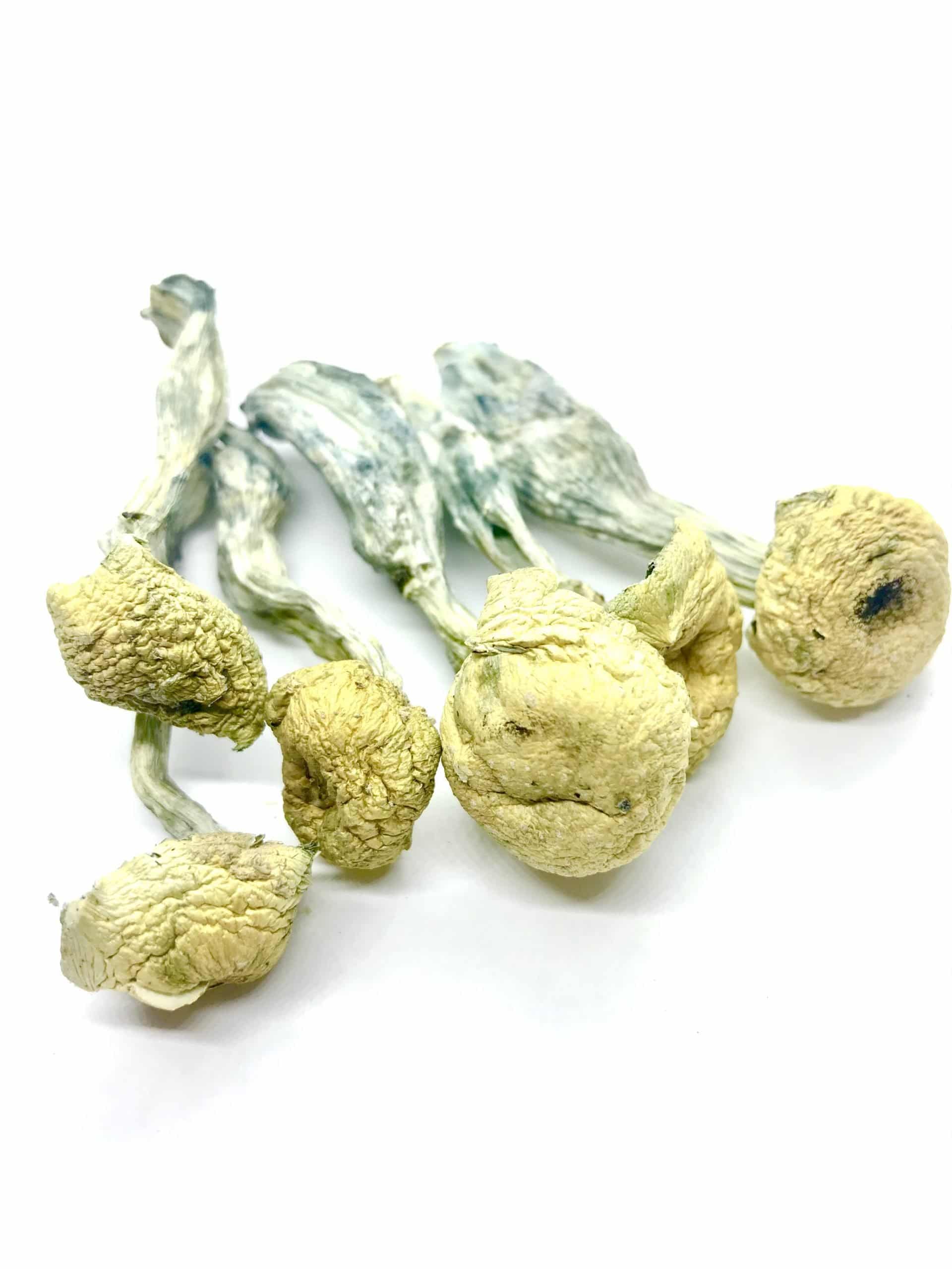 Mazatapec Mushroom in Oregon - mazatapec mushrooms wiki in the city of Beaverton - mazatapec mushroom effects and potency in Springfield.