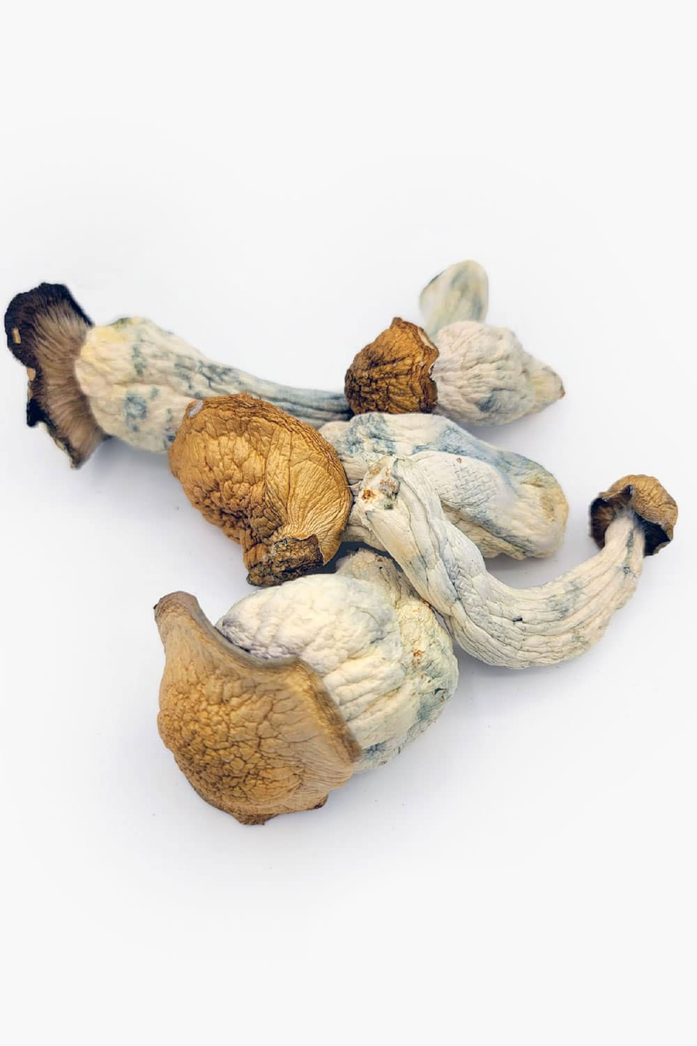 Lyophilized Goldmember Magic Mushrooms in Oregon - lyophilized gold member magic mushrooms for sale in Portland - Order Lyophilized Magic Mushrooms in OR.