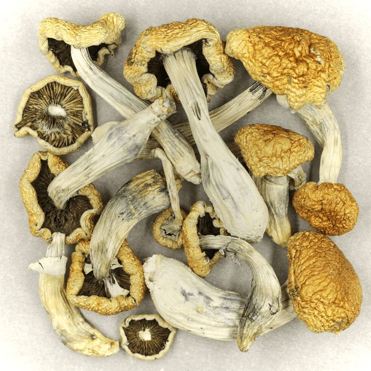 psilocybe azurescens in Oregon