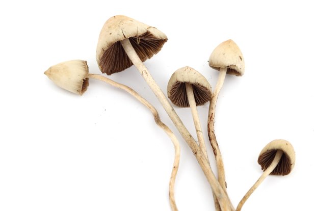 dried liberty cap mushrooms in Oregon