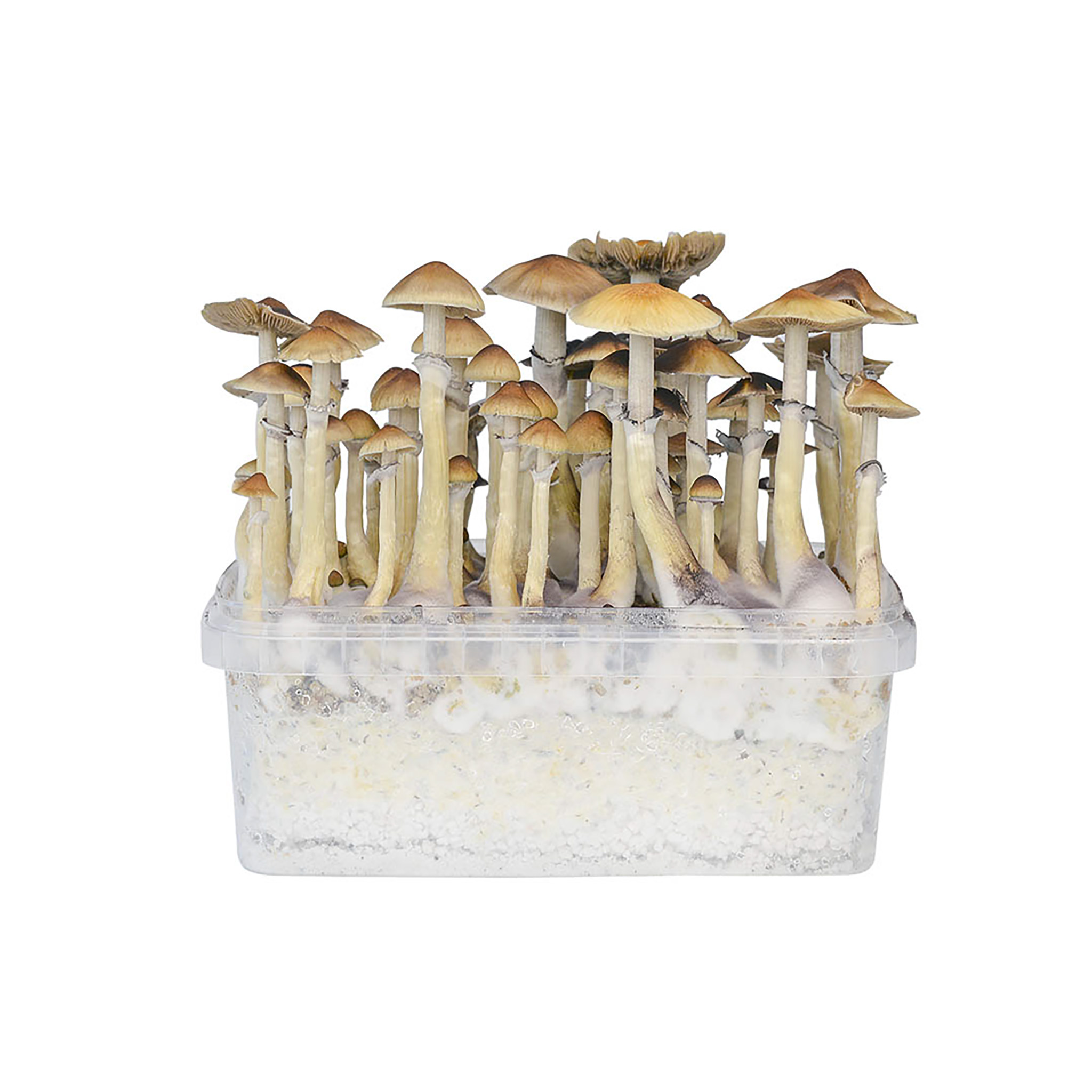 Hawaiian magic mushrooms in Oregon - Hawaiian mushroom in Jacksonville - magic mushrooms Hawaiian in the city of Portland.